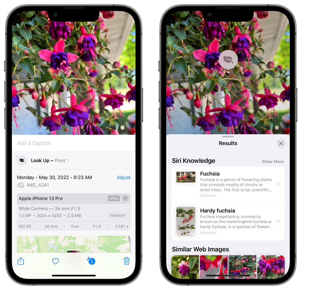 休宁苹果手机维修分享小技巧：使用 iPhone 相机识别花卉植物 